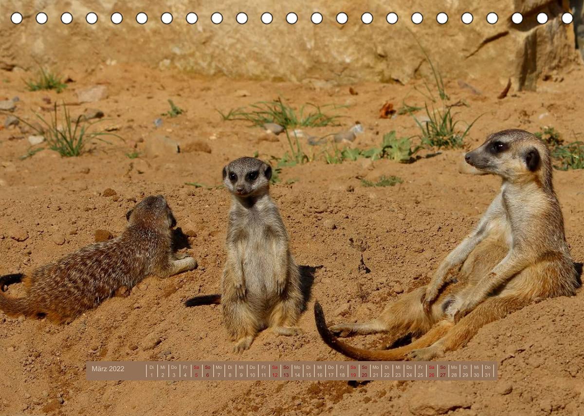 Erdmännchen (Tischkalender 2022 DIN A5 quer): Eine putzige Erdmännchenfamilie (Monatskalender, 14 Seiten ) (CALVENDO Tiere)