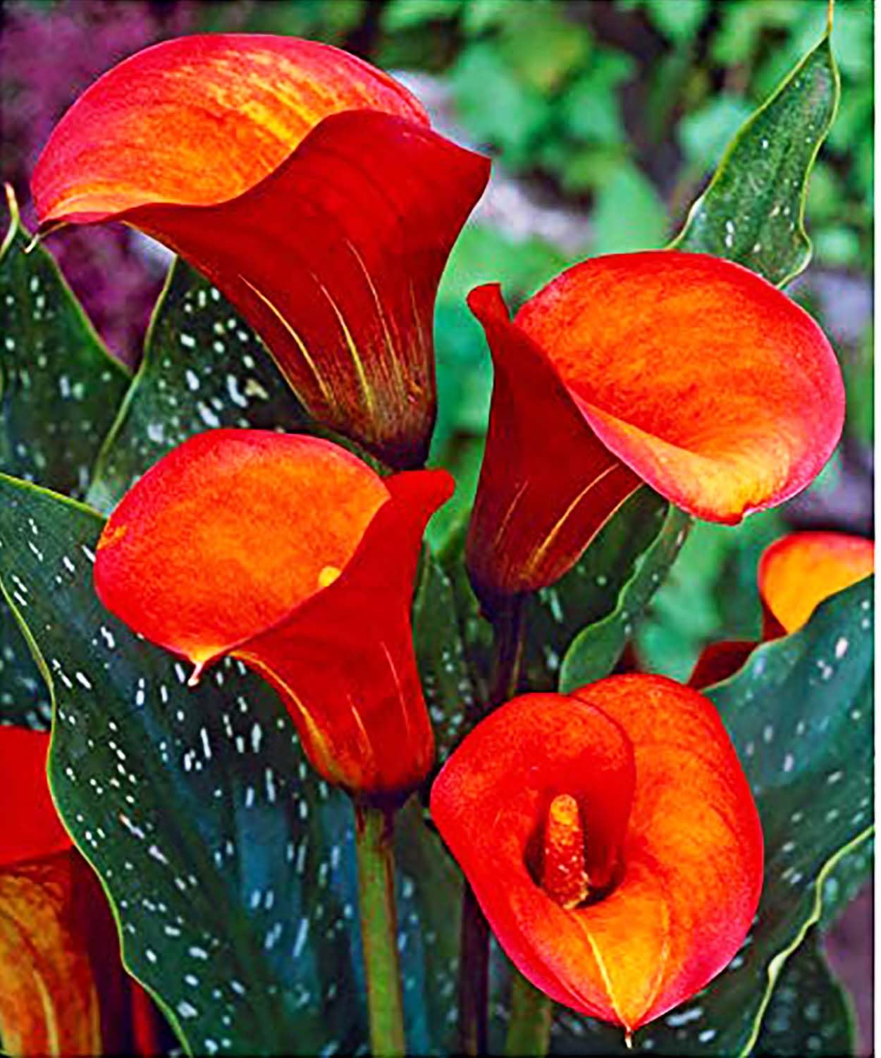 Flame Calla Lily