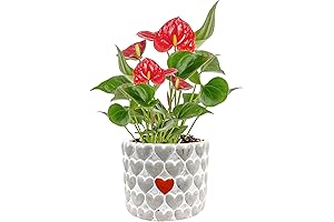 Anthurium Live Plant: Vibrant Indoor Beauty with Blooming Flowers