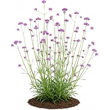 Votaniki Purpletop Vervain Verbena Bonariensis Top Size Bare Root Pollinator Friendly Perennial with Violet Flowers for Borders Cut Gardens and Naturalized Landscapes