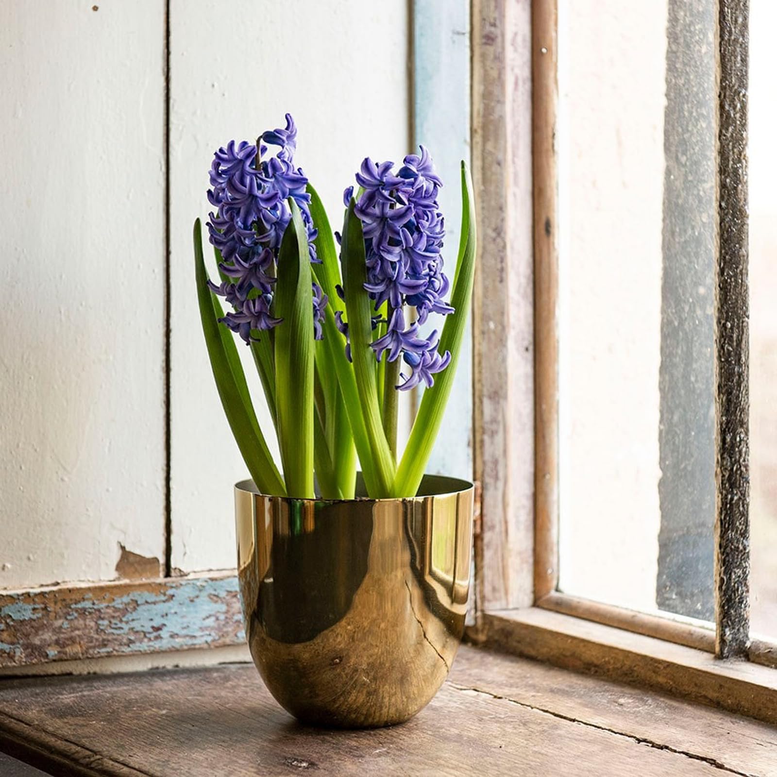 Crocus Collection 15cm Polished Brass Pot Cover Decorative Planter Plant Pot for Indoor Use