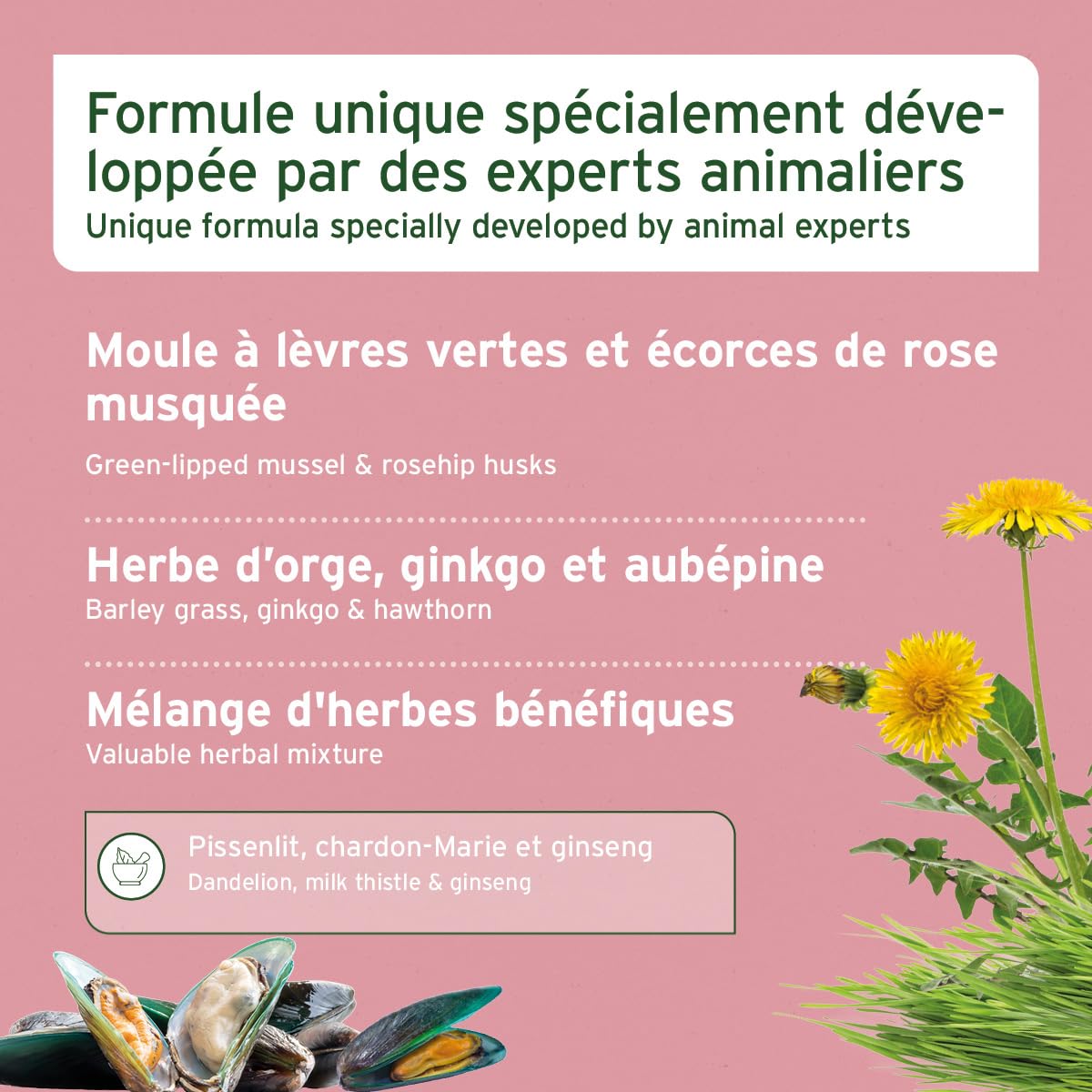 AniForte Senior Active - Minéraux et vitamines pour Les Chiens Senior, soutient la mémoire et la Fonction Cardiaque (250g)