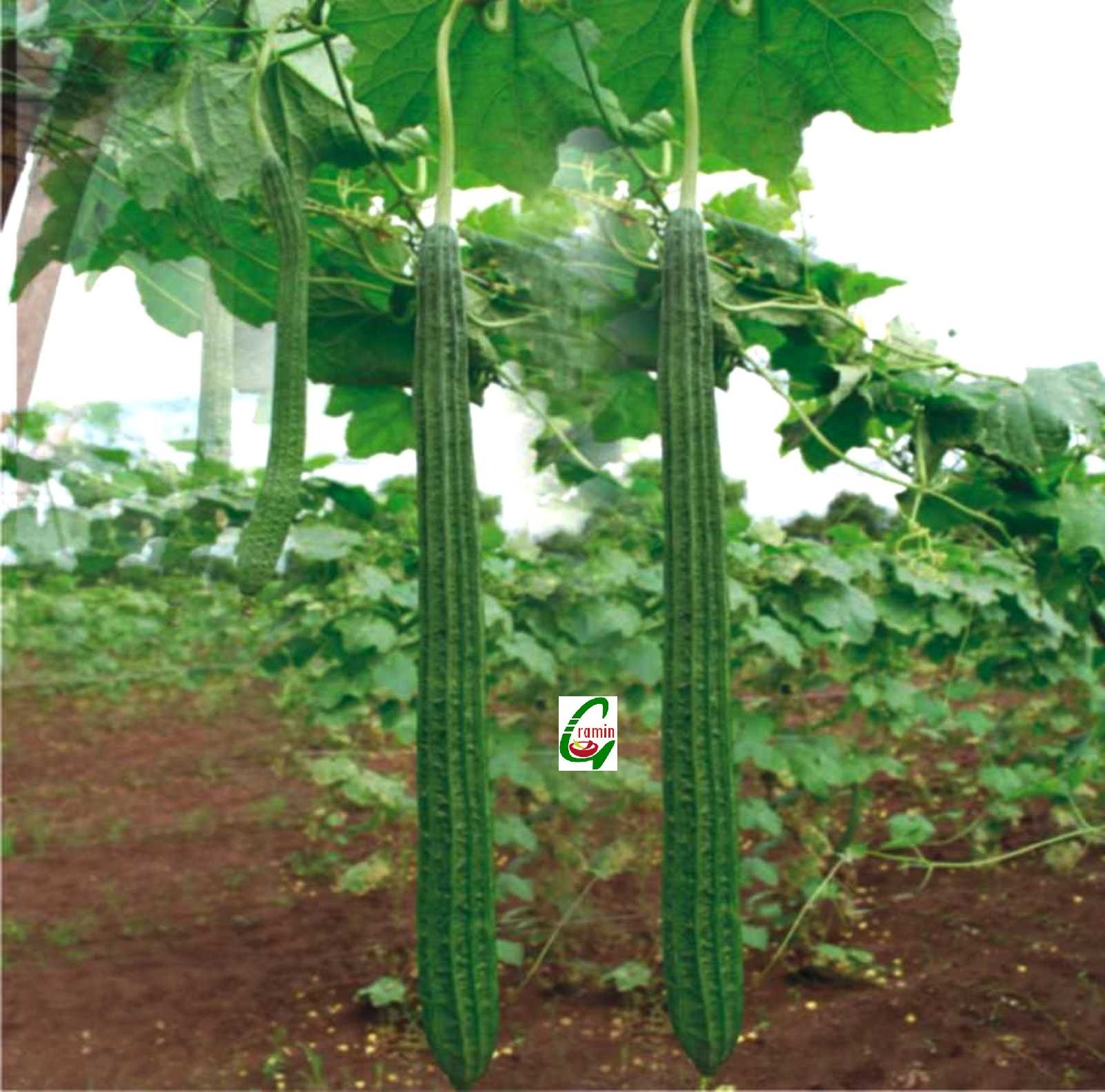 Seedstores Hybrid Ridge Gourd Ns 474 High Yield Seeds For Kitchen Terrace Balcony Poly House Gardening 12 Nos - Dark Green (B00PCJ9898) Amazon Price History, Amazon Price Tracker