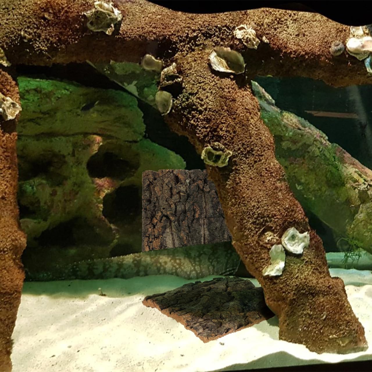 BESPORTBLE Cork Bark Reptile Hide Gecko Accessories Log Background Decor Tree Frog Tank Bearded Dragon 4pcs Enclosure For Lizard Wood Grapevine Back Wall Terrarium Tube Crested Snake Hides - Image 3
