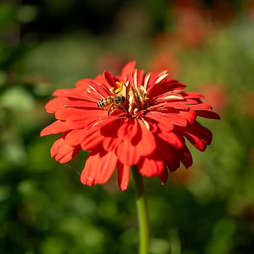 Miniatura 5 de Plant Good Seed Semillas de zinnia roja orgánica, paquete de 100, semillas tradicionales para plantar flores, suministros de jardinería, flores