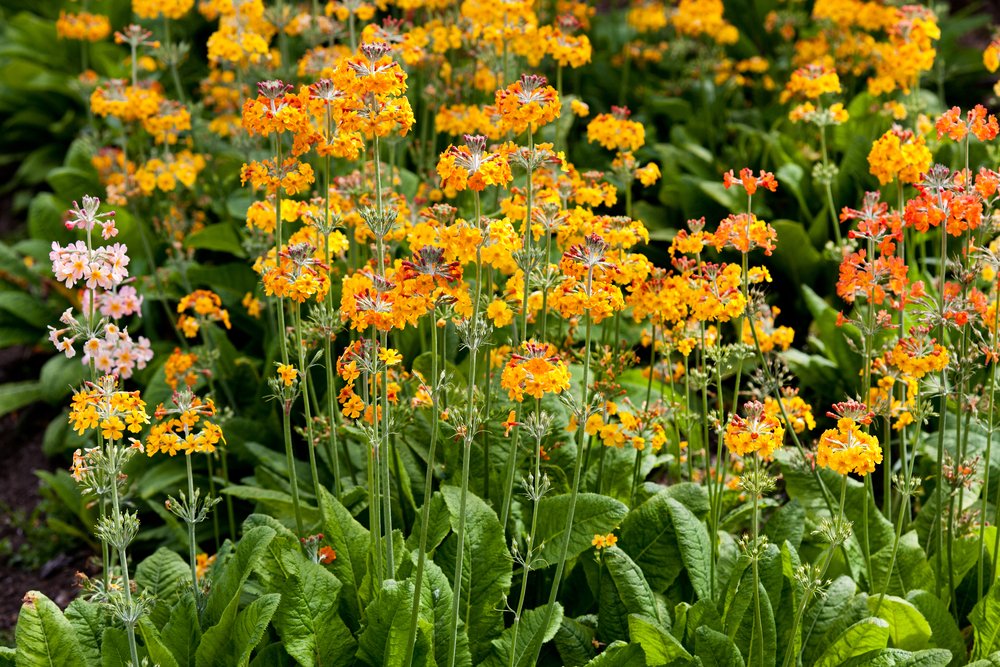 Primula Bulleyana 50 Seeds, Candelabra Primula, Bulley's primrose