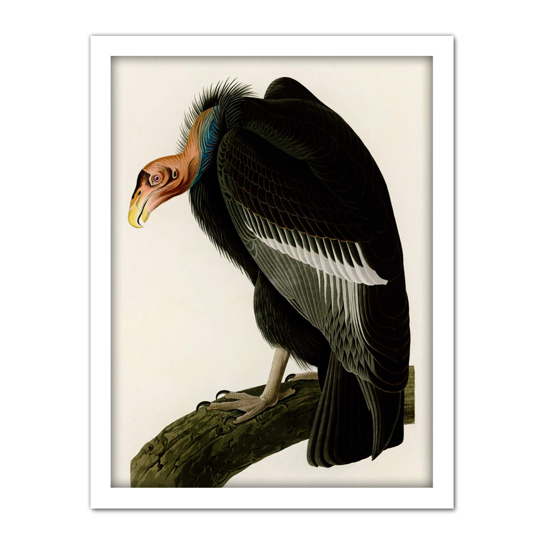 Artery8 Audubon Birds America Californian Vulture Artwork Framed Wall Art Print 18X24 Inch