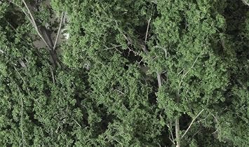 FINE Leaf Foliage Dark Green