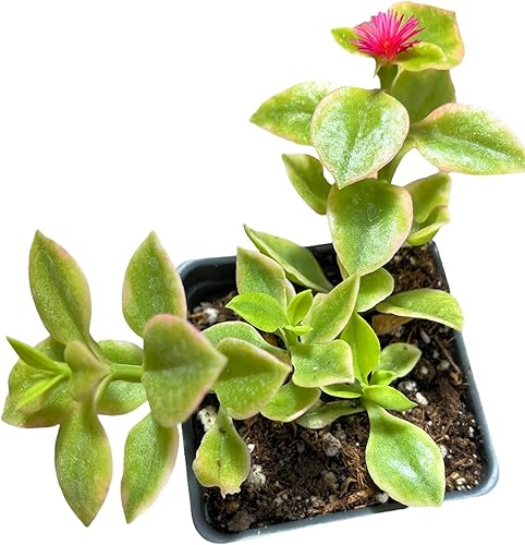 Miniatura 2 de Plantas vivas de USKC (maceta de 2.6 pulgadas de ancho x 3.4 pulgadas de alto) (Aptenia Cordifolia Variegated)