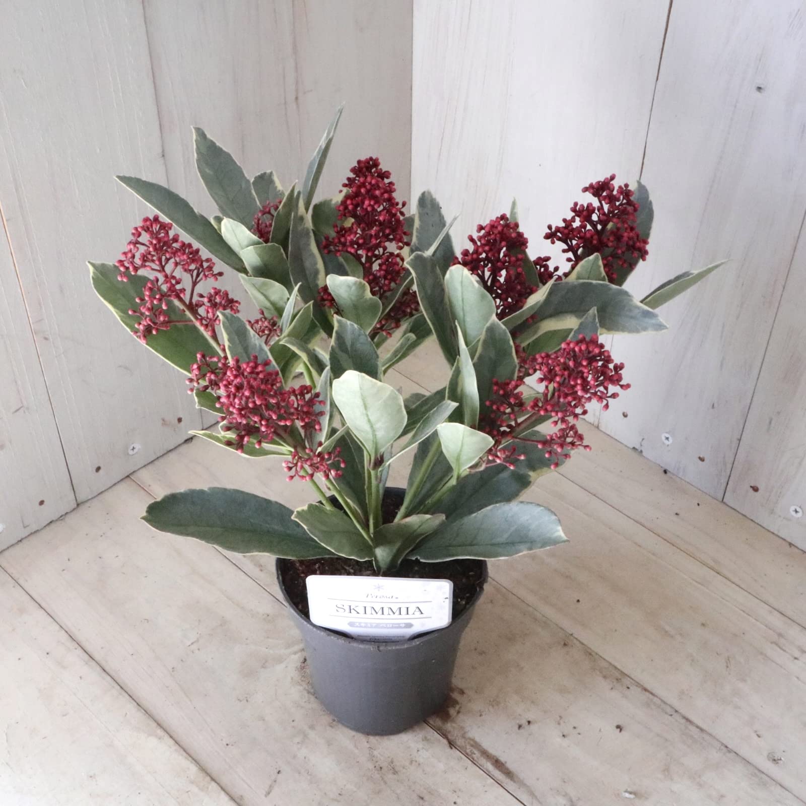 Amazon.co.jp: 斑入り スキミア ペローサ 常緑底木 3.5寸 1鉢