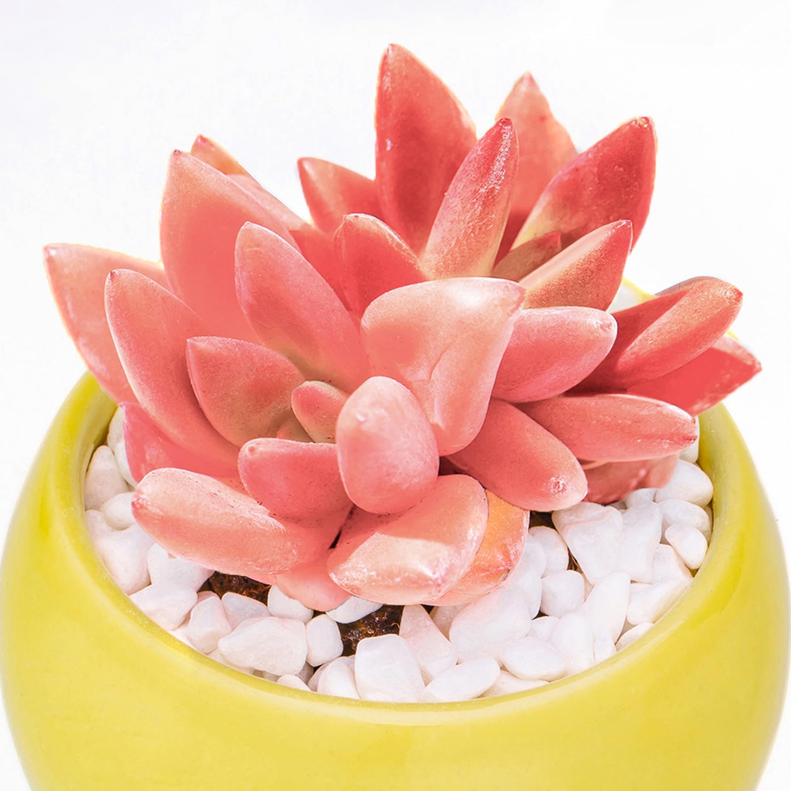 Graptoveria Ruby Donna Rare Live Succulent Plants, Mini Pink 2 Head 2" Live Plant, Package Without Pot & Soil, Garden Indoor Office Desk Wedding Party Baby Shower Decoration, Friend Plant Lovers Gifts