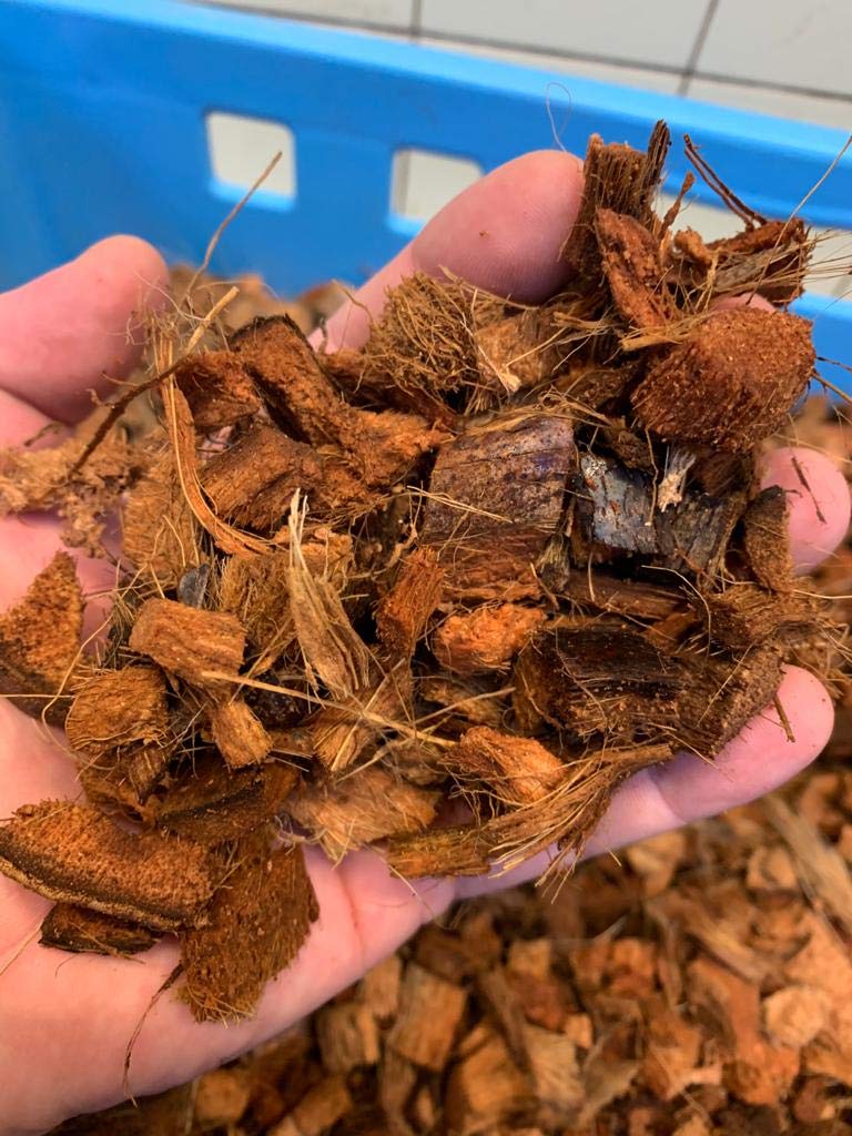 TropicShop Noix de coco pour terrariums - Pour serpents, tortues, lézards, etc. (4,5 kg - Balles grosses grain 16-24 mm)