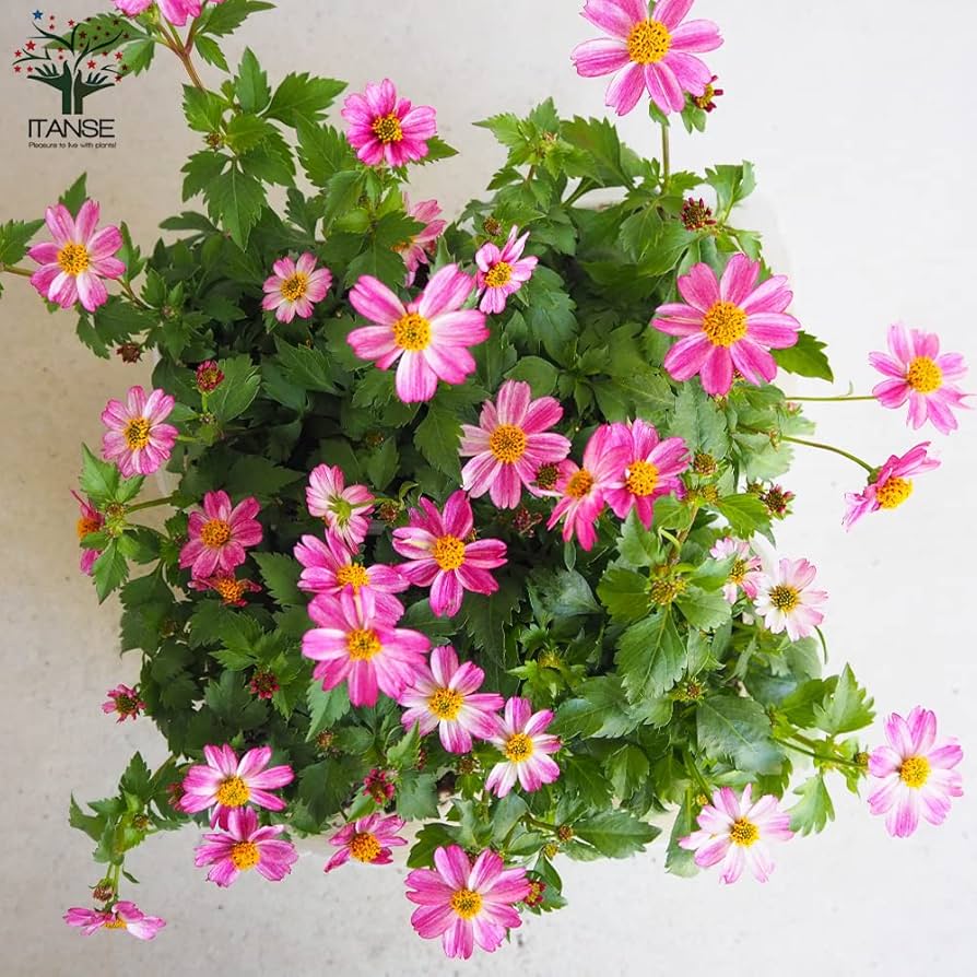 ビデンスティー Amazon.co.jp: ITANSE ビデンス・プリティインピンク 3.5