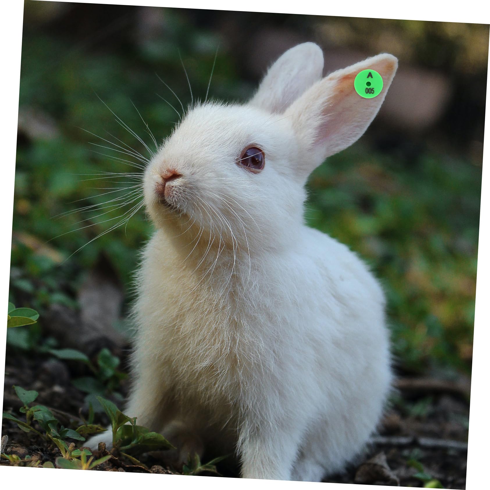 Etichette Auricolari Numerate con Colori Vivaci Resistenti Agli Urti 100 Pezzi per Identificazione in Allevamenti e Monitoraggio Bestiame per Conigli e Piccoli Animali