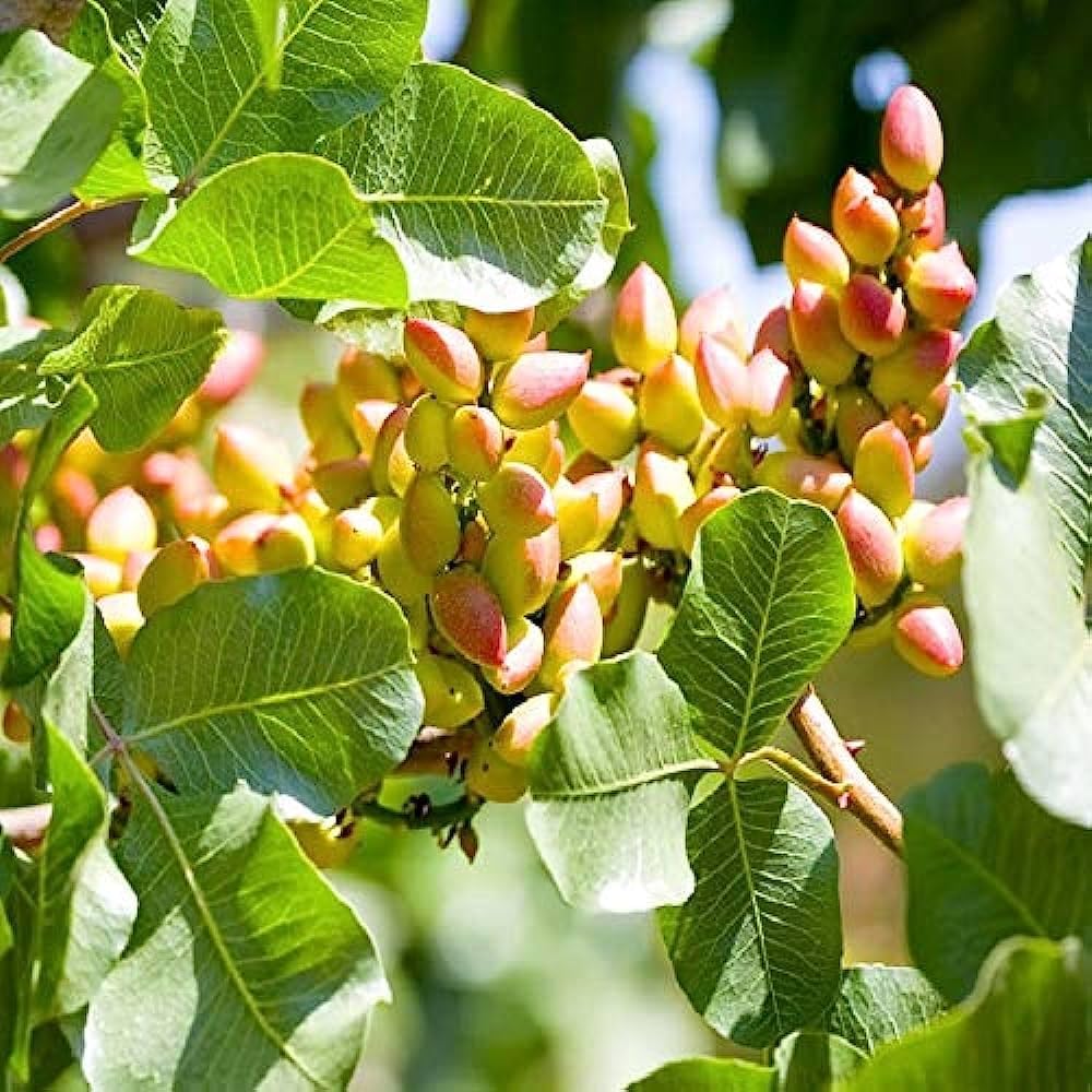 MIITU Live Plant Rare Pista Pistachio Plant Fruit Bearing Healthy Live Fruit Plant 1Live Plant (B0CNT5TQTD) Amazon Price History, Amazon Price Tracker
