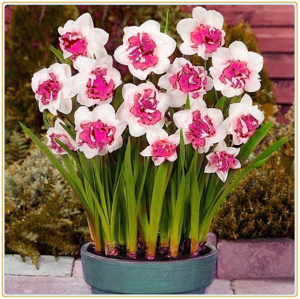 (Daffodil) -Planting-Bulb-5 Bulbs,a