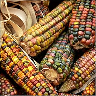 Brownie Brand Kentucky Rainbow Dent Corn - Premium Heirloom, Non-GMO Colorful Corn for Milling, Baking, and Traditional Dishes - Rich in Flavor, Nutritious, Ideal for Cornmeal, Tortillas. (1 Ounce)