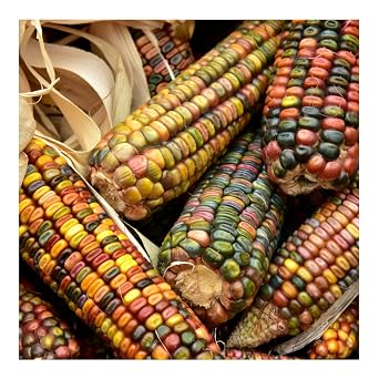 Brownie Brand Kentucky Rainbow Dent Corn - Premium Heirloom, Non-GMO Colorful Corn for Milling, Baking, and Traditional Dishes - Rich in Flavor, Nutritious, Ideal for Cornmeal, Tortillas. 1 Ounce