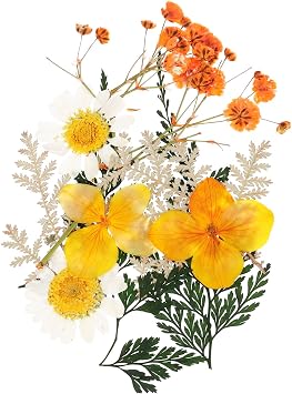 PATIKIL Dried Pressed Flowers, Real Pressed Flower Dried Leaves, Scrapbooking Supplies, Card Making, Resin Jewelry Making, Soap Candle DIY Crafts, Orange Color