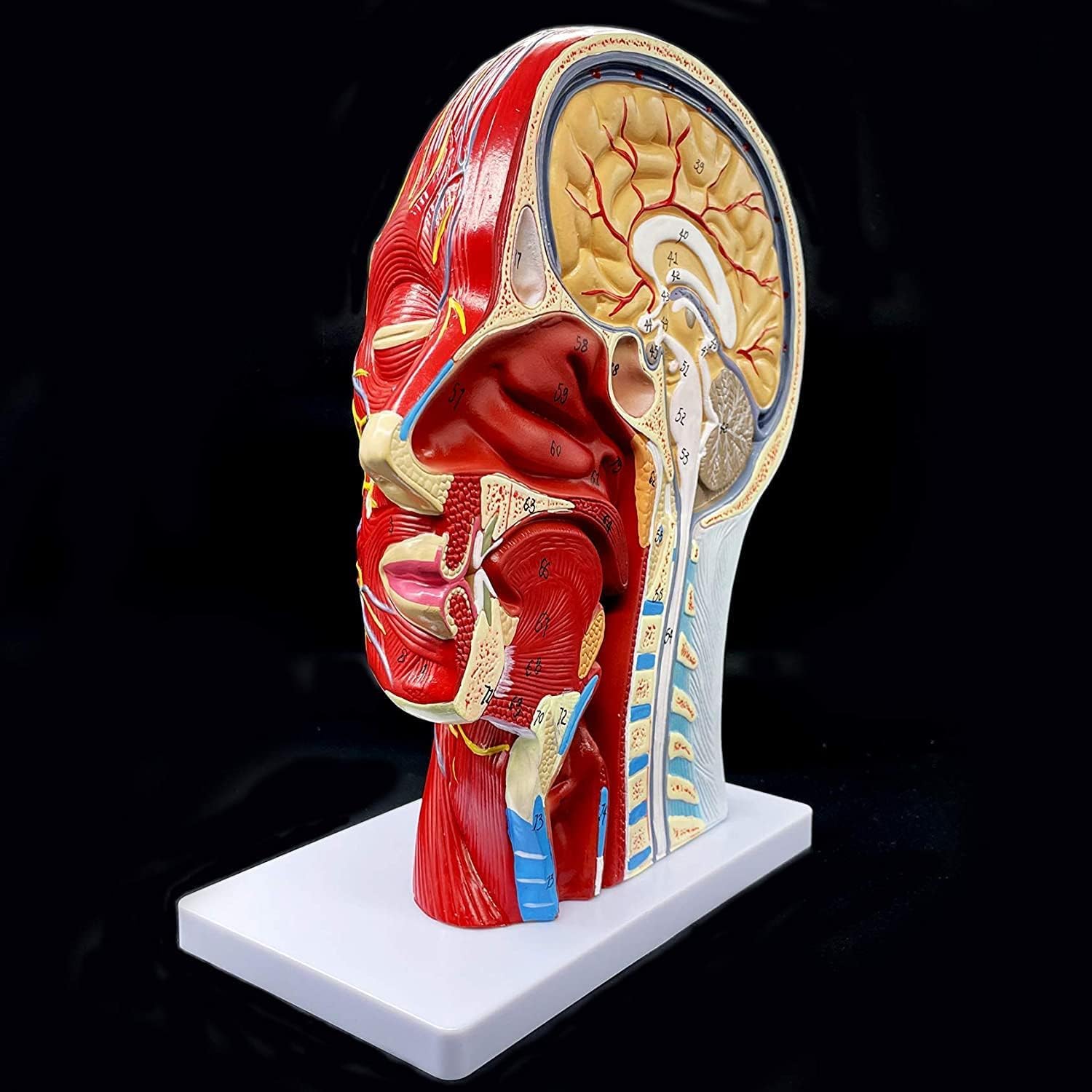 Model Głowy I Szyi W Naturalnej Wielkości, Powierzchnia Mięśnia Nerwowo-naczyniowego, Model Anatomiczny Głowy Człowieka, Jama Ustna, Gardło, Anatomia Mózgu Do Nauki W Klasie, Ekspozycja Do