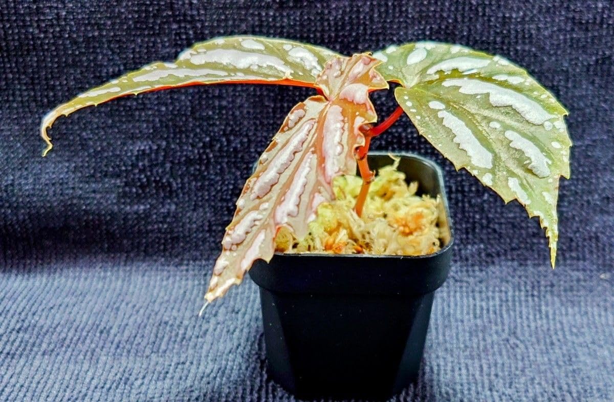 Amazon.co.jp: Begonia sp. 