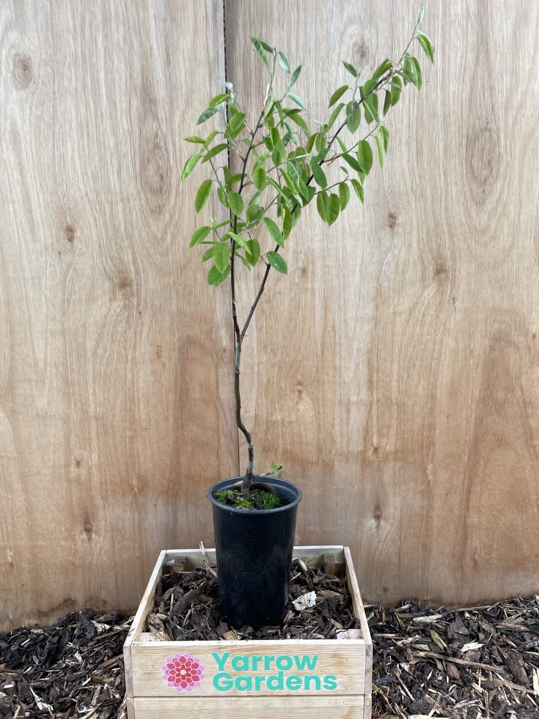 Snowy Mespilus - Amelanchier lamarckii Tree 60/80cm - 2L Pot