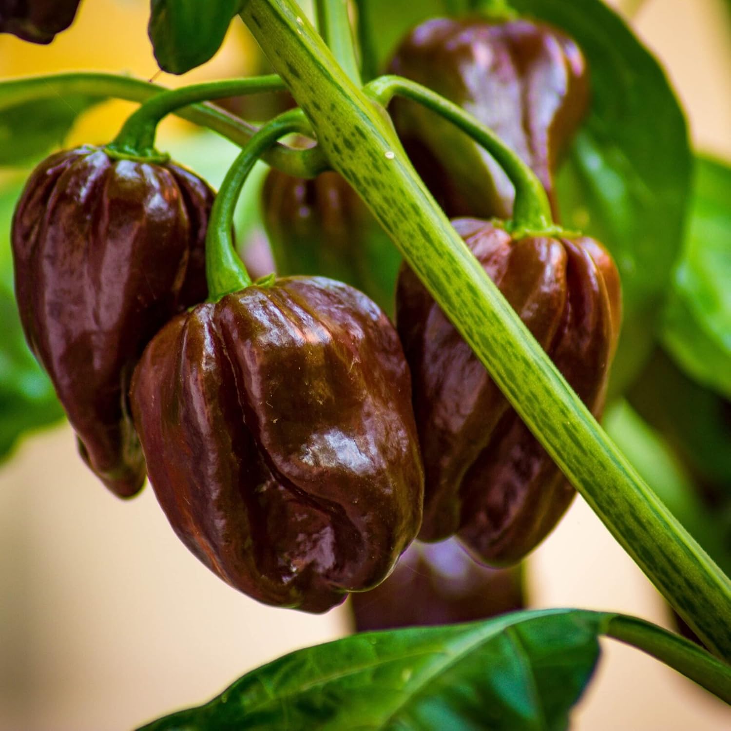 Chocolate Habanero Chili Plant Three (3) Live Plants Each