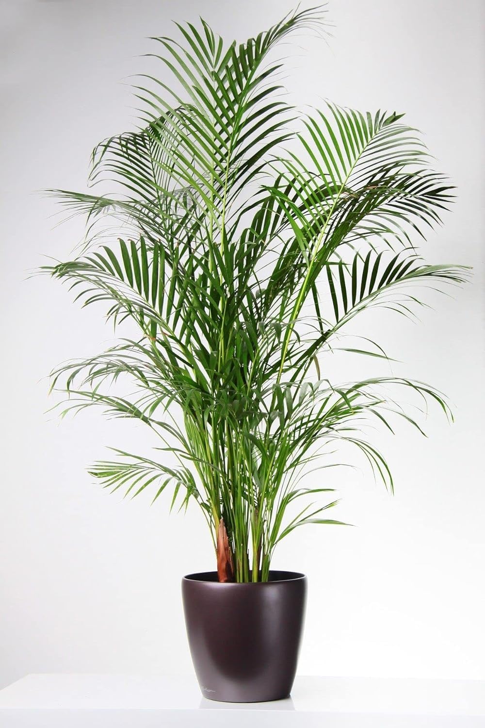 TOP 6 LUCKY PLANT FOR YOR INDOOR/OUTDOOR GARDEN (PACK OF 1) (Areca Palm Air Purifier) (B0DB1W4LWY) Amazon Price History, Amazon Price Tracker