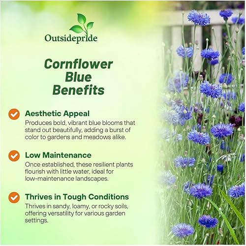 Miniatura 3 de Outsidepride Centaurea Cyanus Cornflower Blue Semillas de flores silvestres - 2000 Semillas