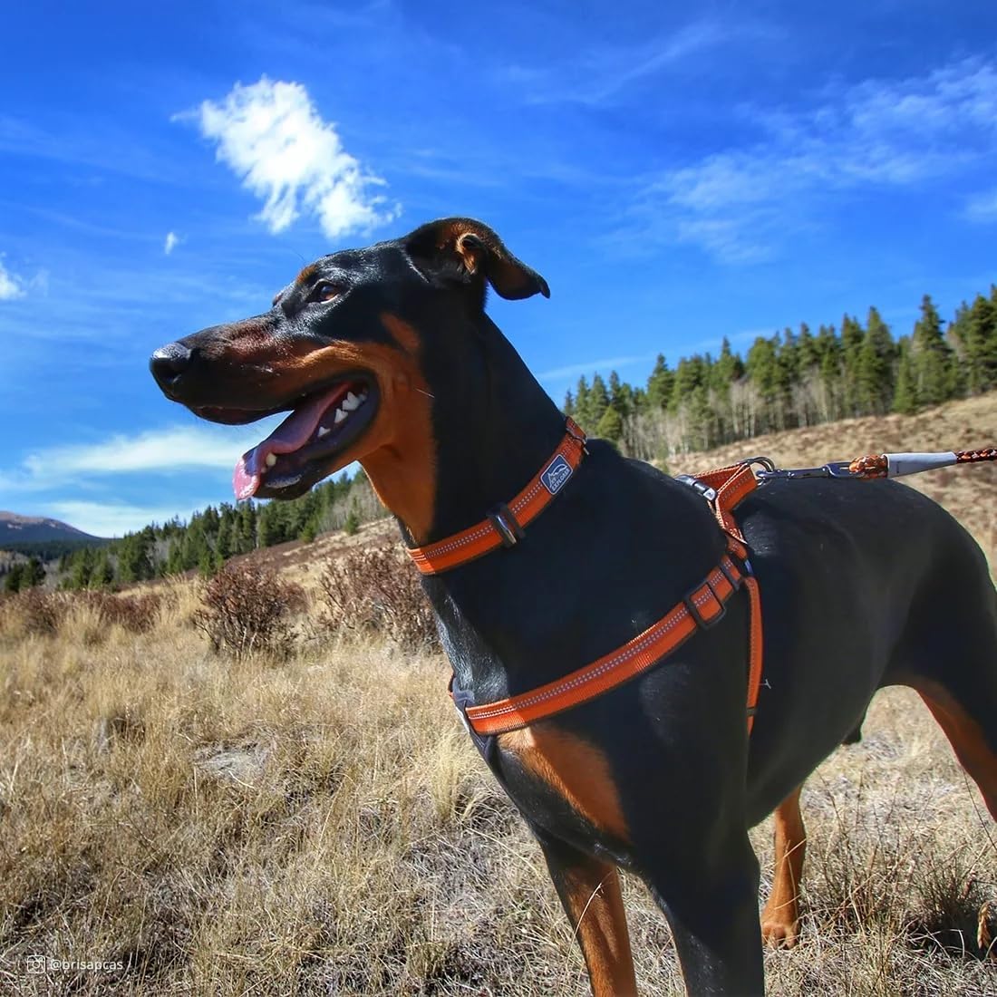 Coastal Pet K9 Explorer Reflective Adjustable Dog Collar - Comfortable Collar for the Outdoors - Durable, Lightweight Accessory with Side-Release Buckle - Sapphire, 1" x 12-18"