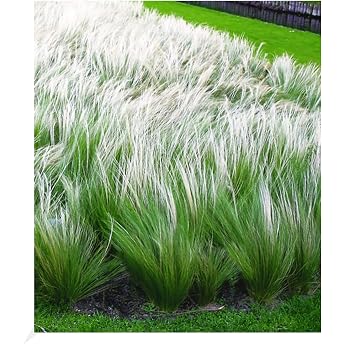 Baldur Garten 3 x Girls' Hair Grass Feather Grass Plants in 9 x 9 cm Pot angel hair grass hardy garden ornamental grasses hardy perennial dry resistant perennial flowering stipa borysthenica