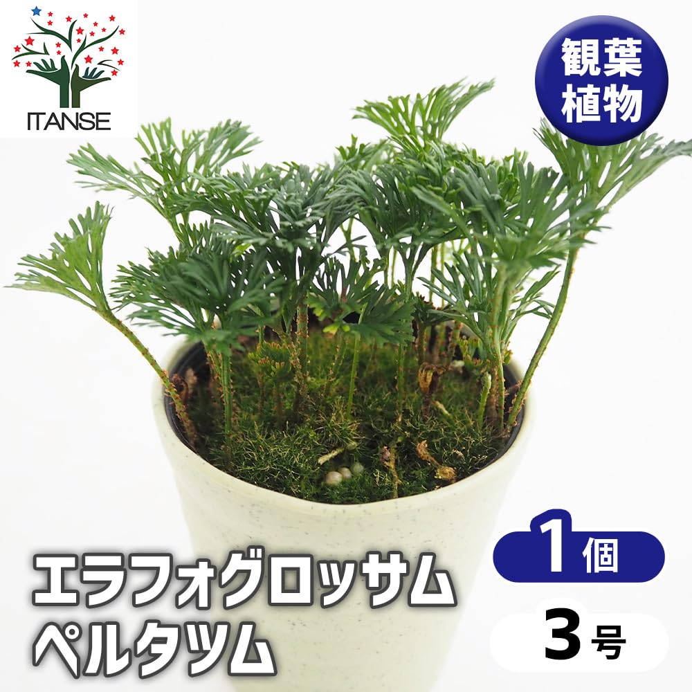 Amazon｜ITANSE エラフォグロッサム ペルタツム 3号 1個売り