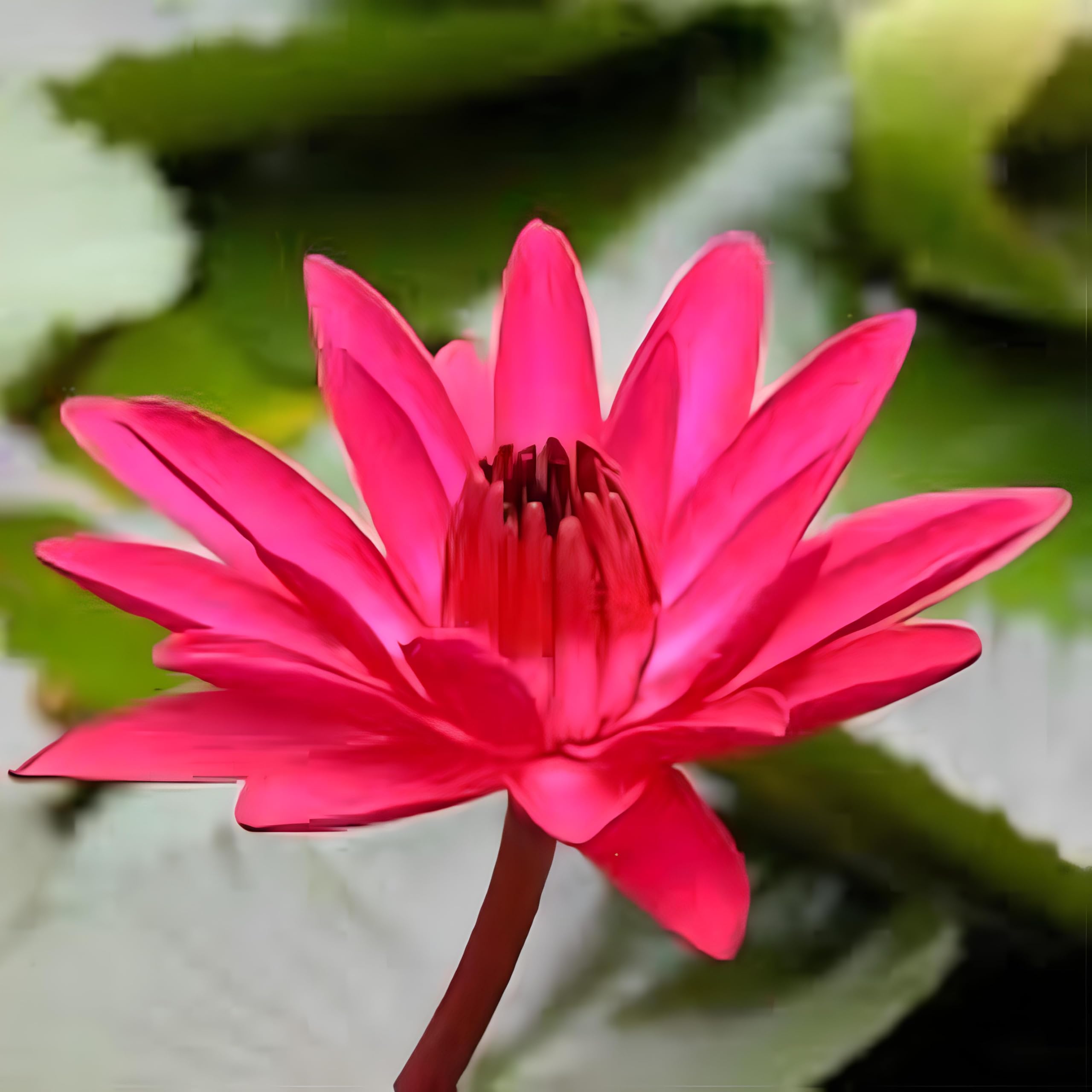 See full amazon price history chart for Exotic Night Blooming Lotus Flower Seeds- 15 Seeds Eco Pack Exotic Night Blooming Lotus Flower Seeds- 15 Seeds Eco Pack (B0C6FLH3FX) Amazon Price History, Amazon Price Tracker