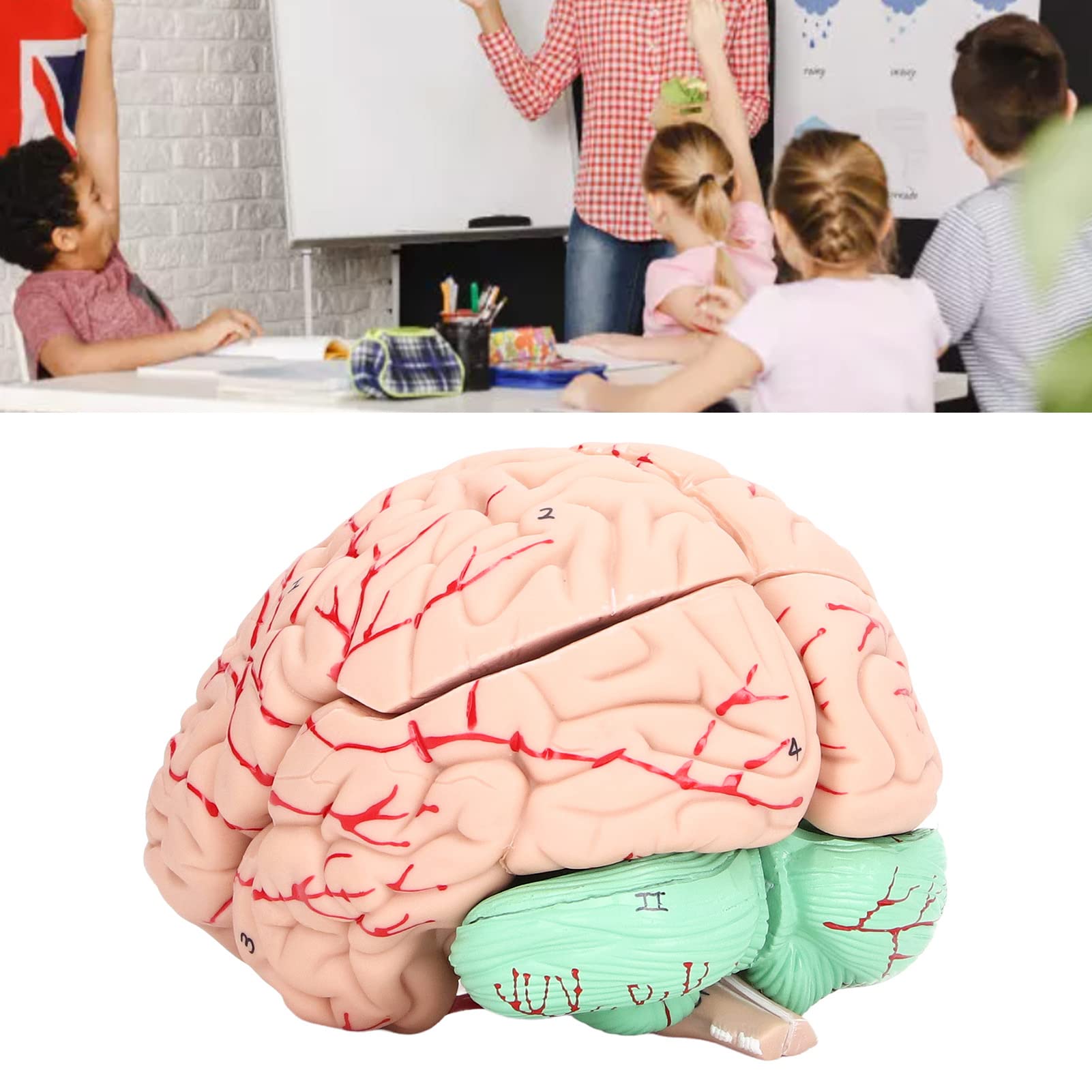 GOWENIC Modello Anatomia Cervello Umano Smontabile per Studio Scolastico