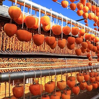 Amazon.co.jp: 果樹！柿の苗木 品種：蜂屋柿【品種で選べる果樹