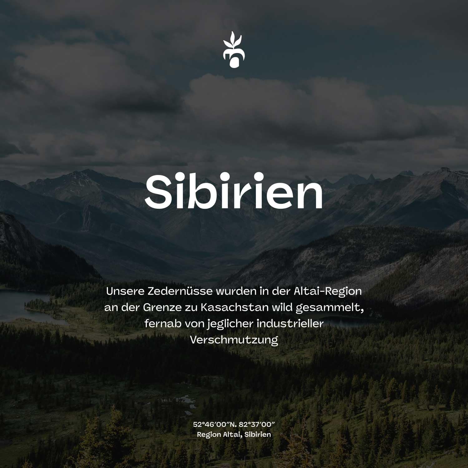 Sibirische Pinienkerne 1 kg - Zedernüsse - Pinienkerne aus Sibirien - Frische Ernte - unbehandelt und naturbelassen