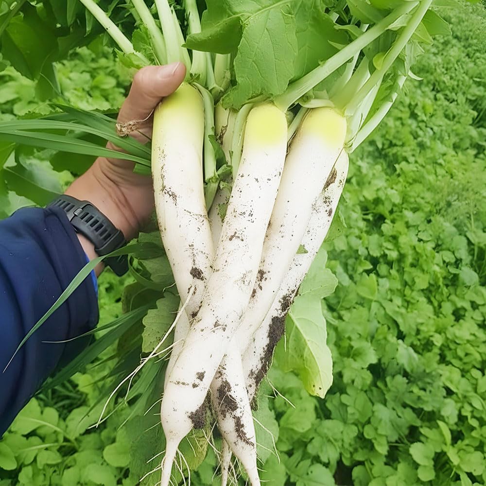 Radish Seeds – Ravanello Mino Early (Daikon) – Large White Asian Radish – Crisp & Mild Flavour – High Yield Italian Variety – Easy to Grow
