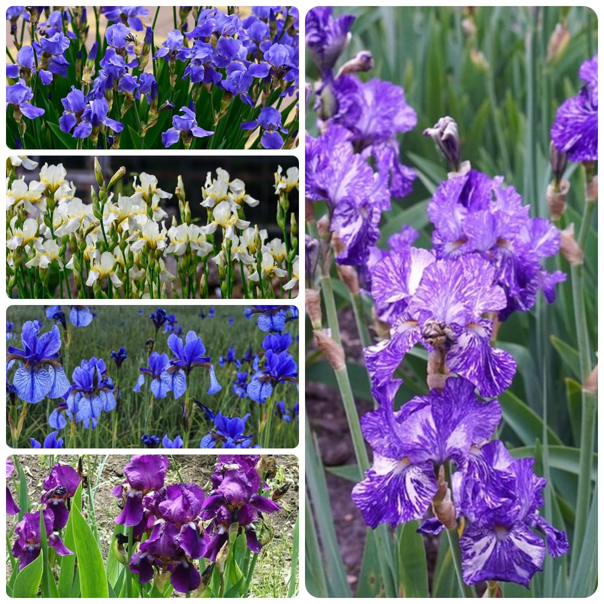 Bulbi di iris resistenti - esotiche decorazioni da giardino 15pcs
