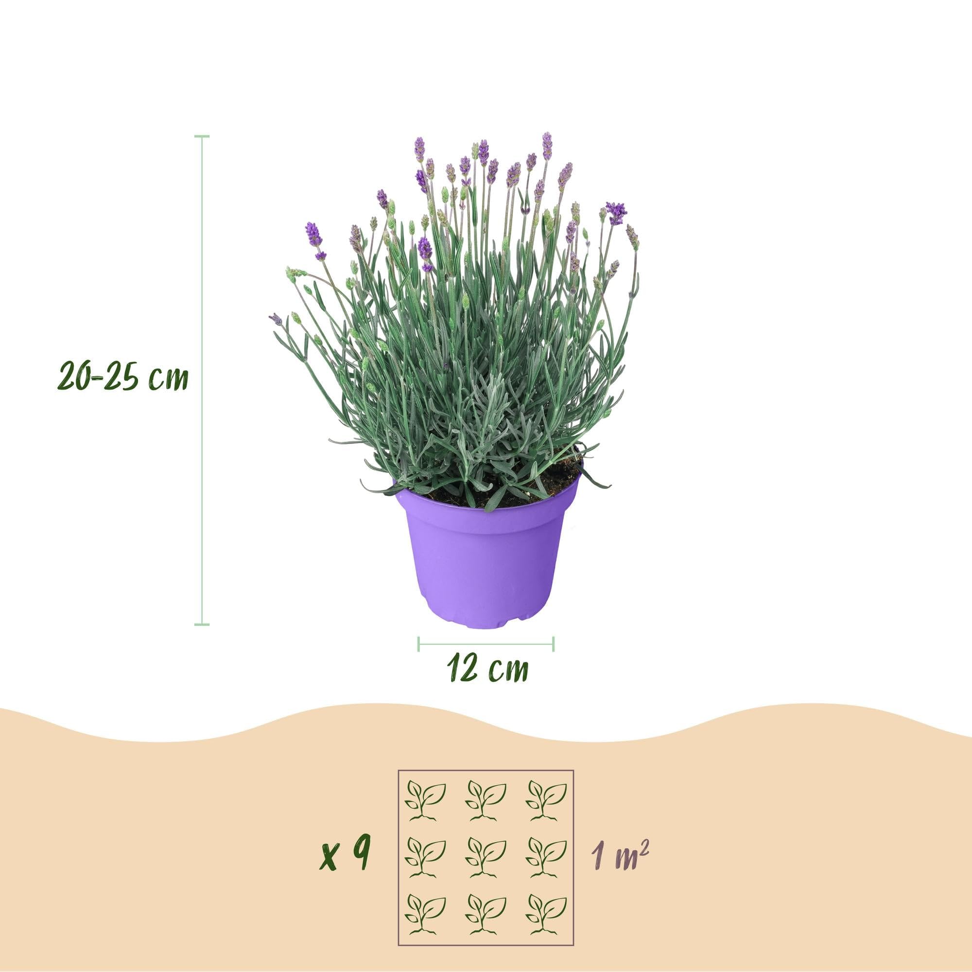 GreenboutiQ - Plante de jardin - Lavandula angustifolia Munstead - Lavande - Résistante à l'hiver - Violet - 6 Plantes - Pot 12cm - Hauteur 15-25cm