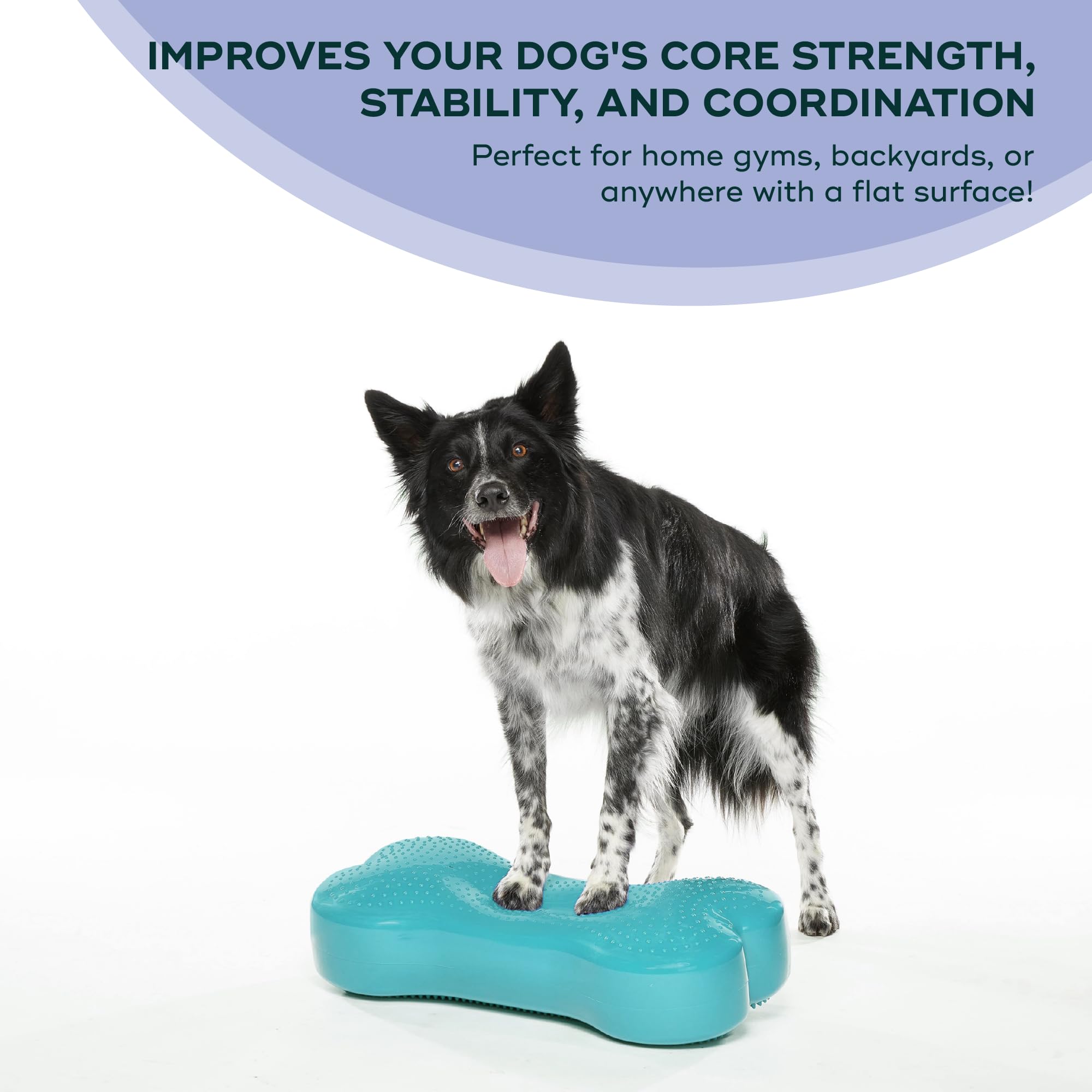 Amazon.com: FitPAWS® K9FITbone® - Regular, Aqua | Dog Balance