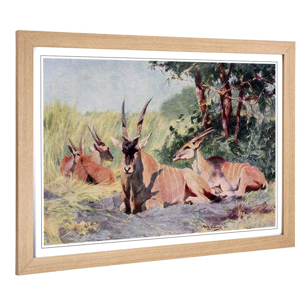Big Box Art Framed Print of Vintage W Kuhnert Antelope Design | Wall Art Picture | Home Decor for Kitchen, Living, Dining Room, Bedroom, Hallway, Office, Oak, A2 / 24.5x18 Inch / 62x45cm