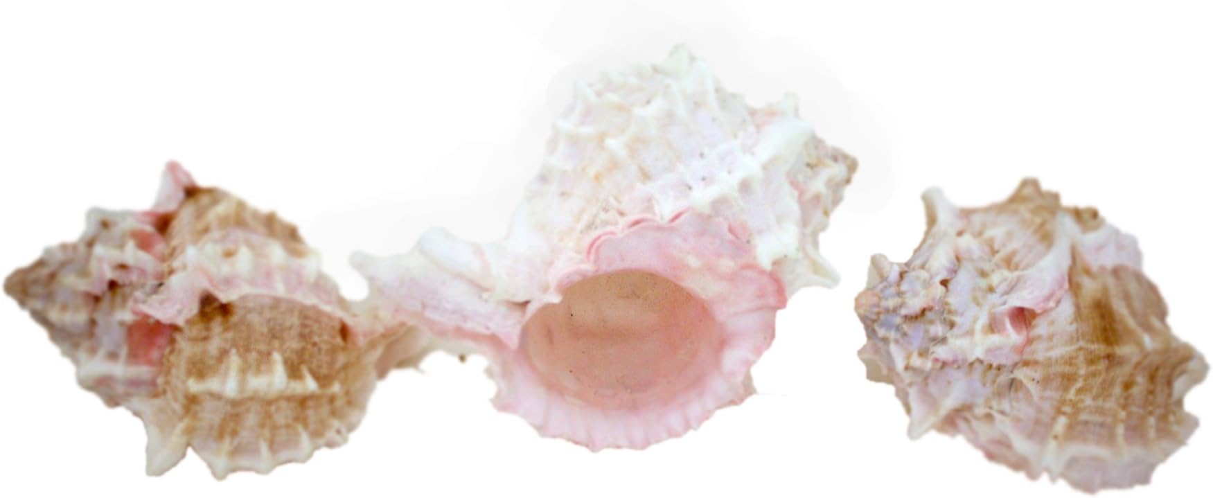 Amazon.com: Heyiwell 10PC Fighting Conch Shells,Ocean Beach Shells for ...