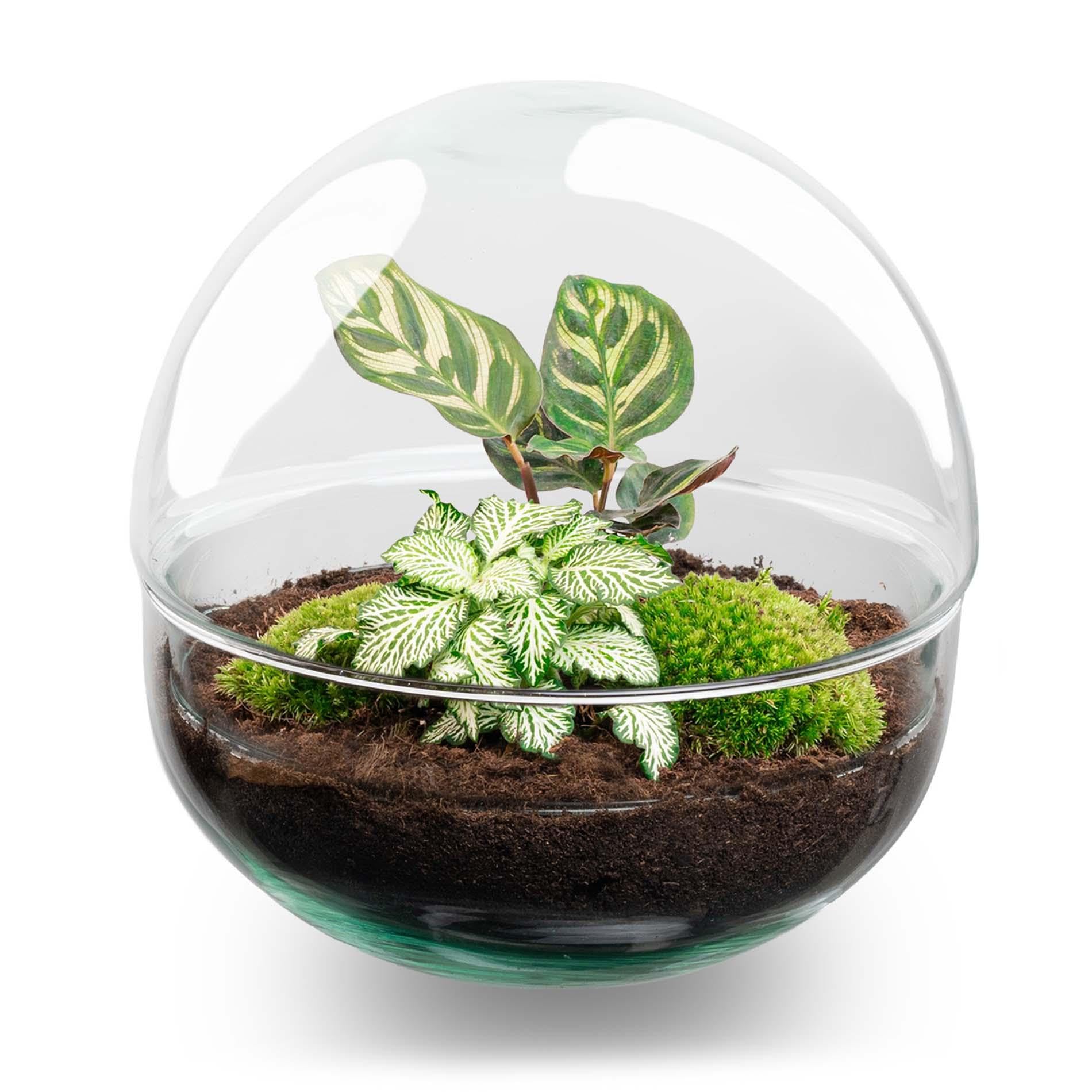 DIY szklane terrarium, dekoracja wnętrz, zestaw Ø 20 cm z roślinami