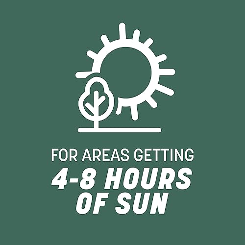 Miniatura 5 de Pennington Kentucky 31 - Semilla de hierba con escopeta alta, 40 libras