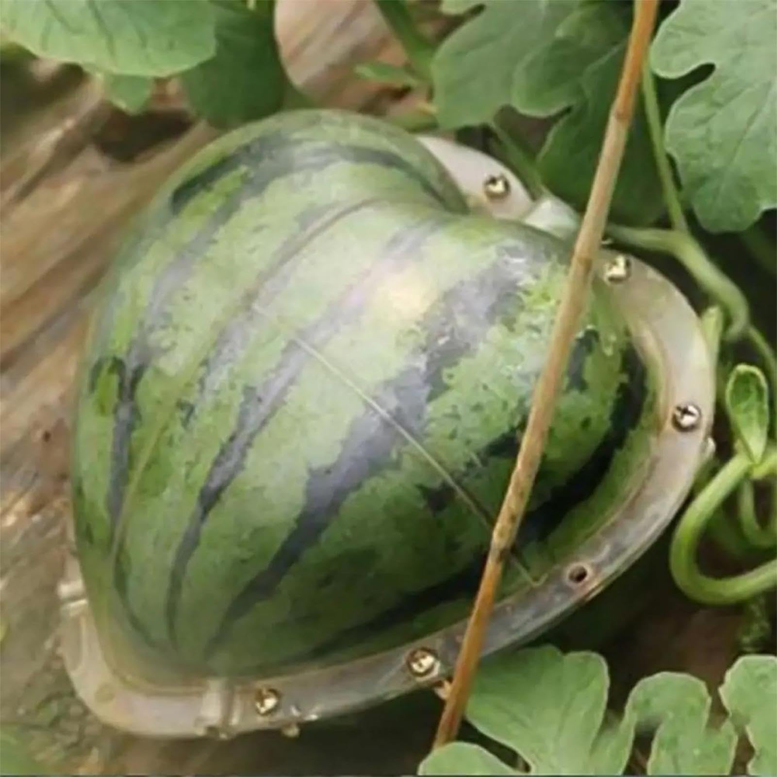 Stampo per coltivazione 'anguria a forma di cuore – strumento trasparente per modellare frutta con fori traspiranti | Stampo da giardino riutilizzabile per cuori, angurie e zucche | Coltivazione