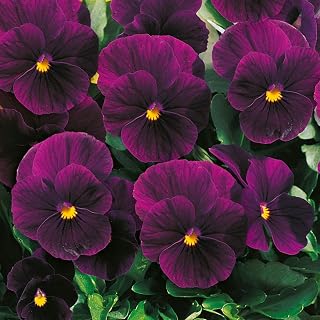 6 Extra Large Viola Plug Plants. 'Twix F1 Violet'. Winter Bedding Pansies. Purple Flowers. Available from Bedwen Plants
