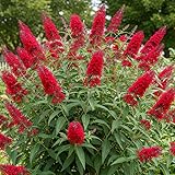 Red Butterfly Bush Live Shrub Plant Shrub, Buddleia Bush Well Rooted, 5 to 10 Inc Tall