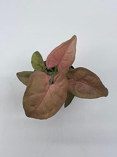 Miniatura 3 de BubbleBlooms Syngonium - Fresa rosa en maceta de 2 pulgadas, planta de casa viva bien arraigada