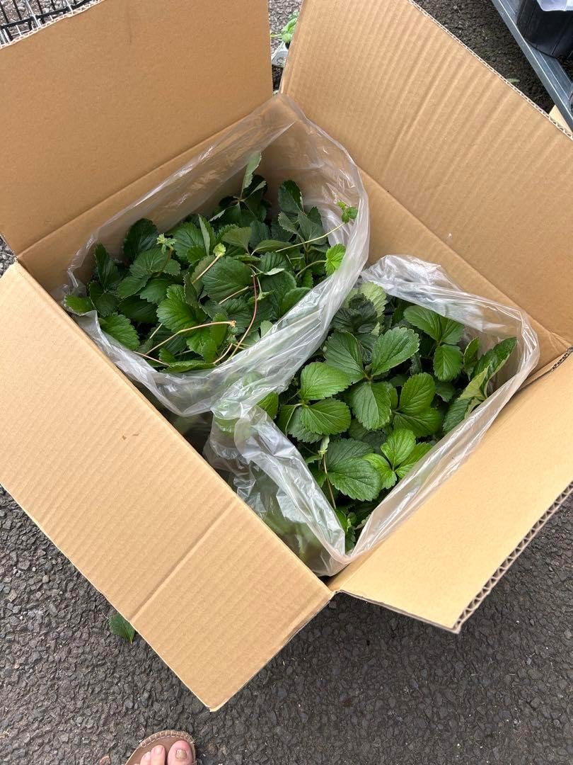 ユッカロストラータ実生苗 抜き苗発送0802 ユッカロストラータ