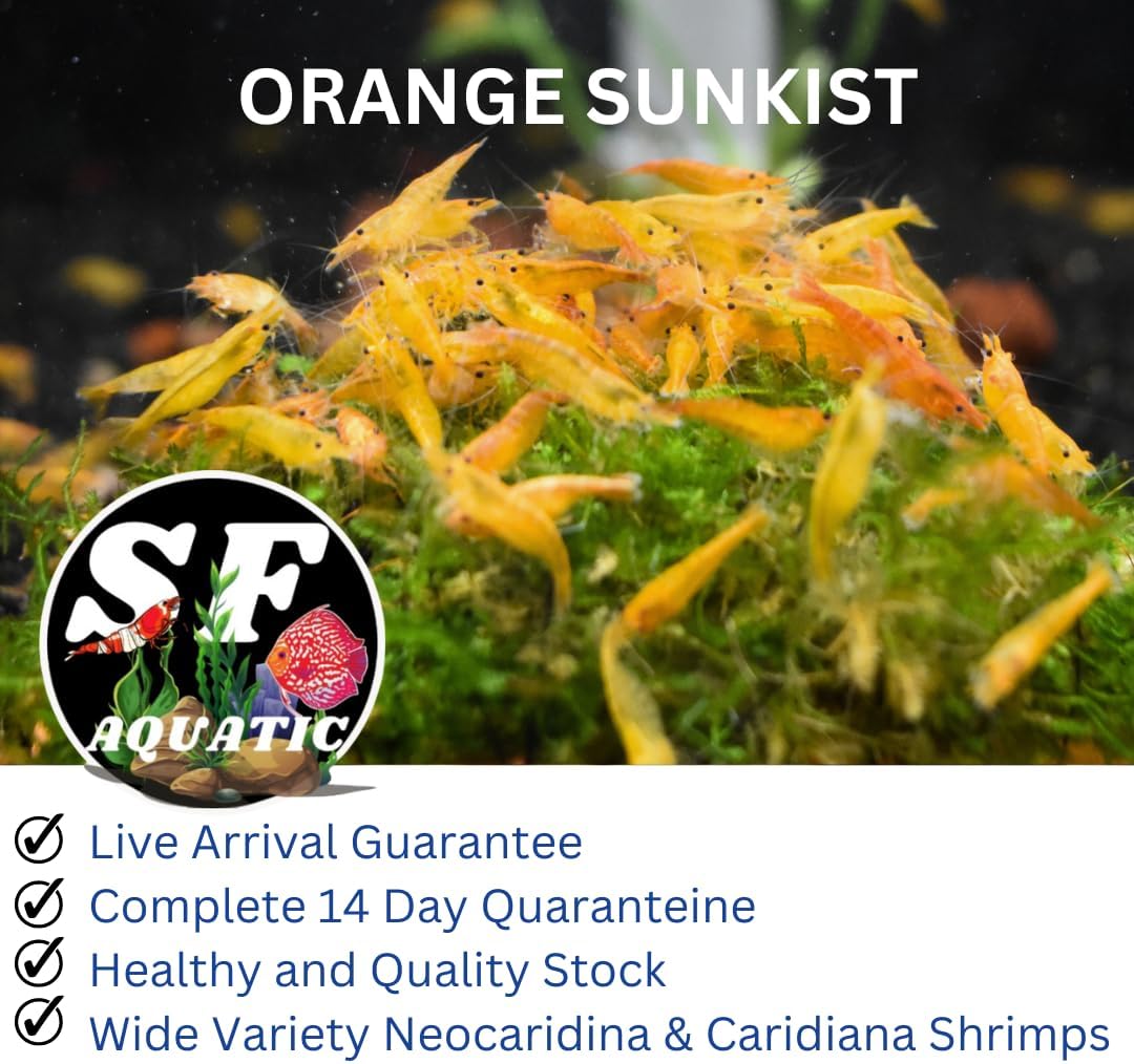 20 Orange Sunkistt High Grade Live Freshwater Aquarium Neocaridia Shrimps Inverts. Adult Breeding Age. Live Arrival Guarantee.
